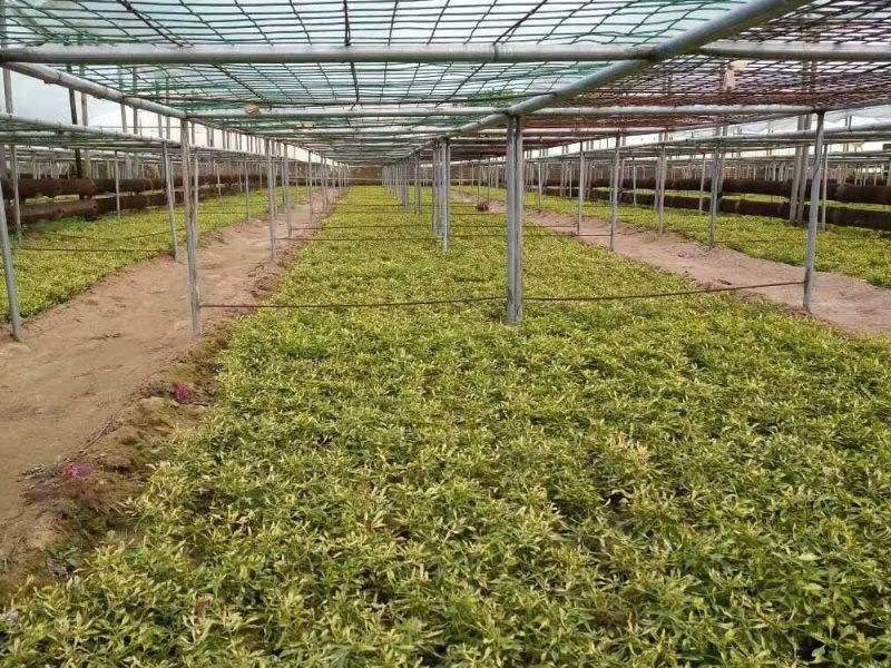 五色草種苗種植基地