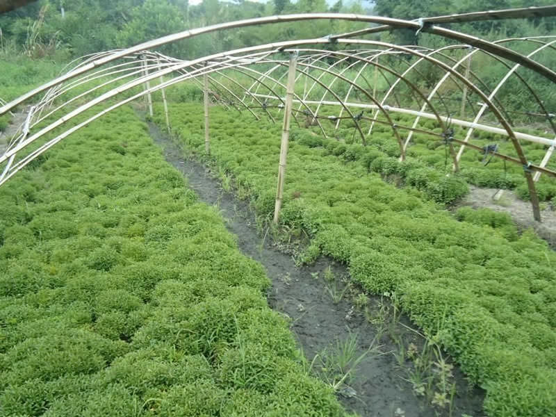 五色草種苗種植園