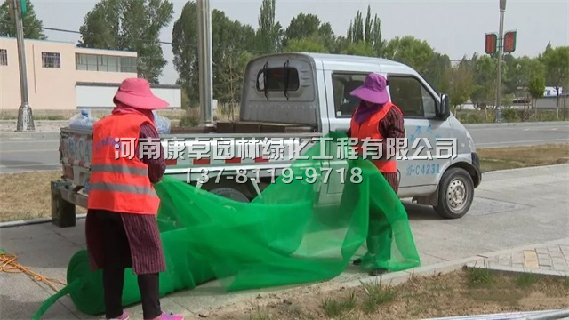 肅北立體花壇復種工程，植物綠雕滿血復活中