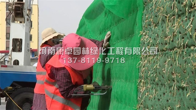 肅北立體花壇復種工程，植物綠雕滿血復活中