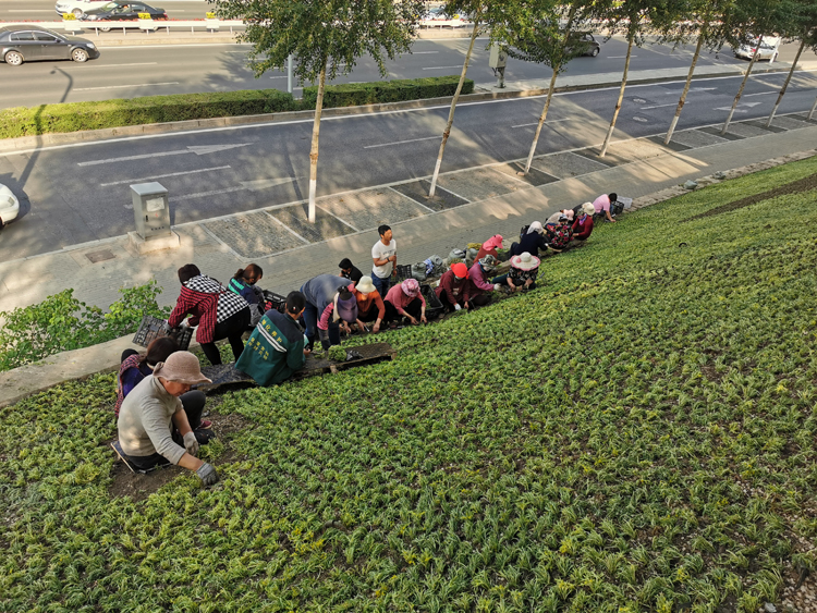 五色草造型,立體花壇,綠雕