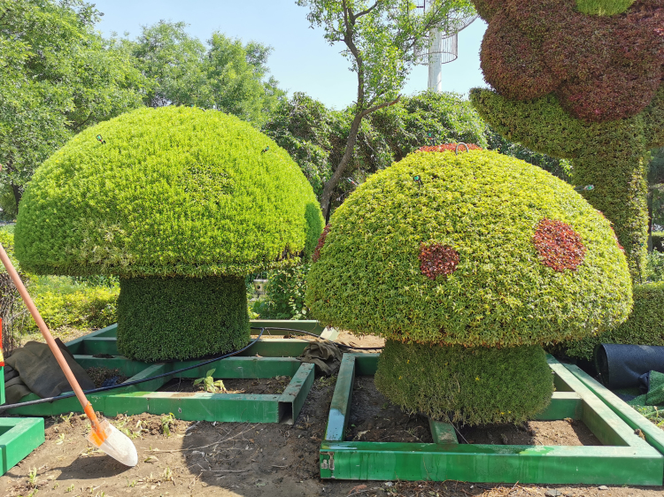 建黨100周年五色草造型